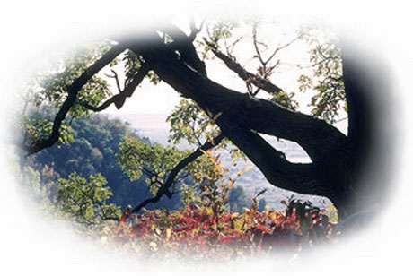 Shady oak